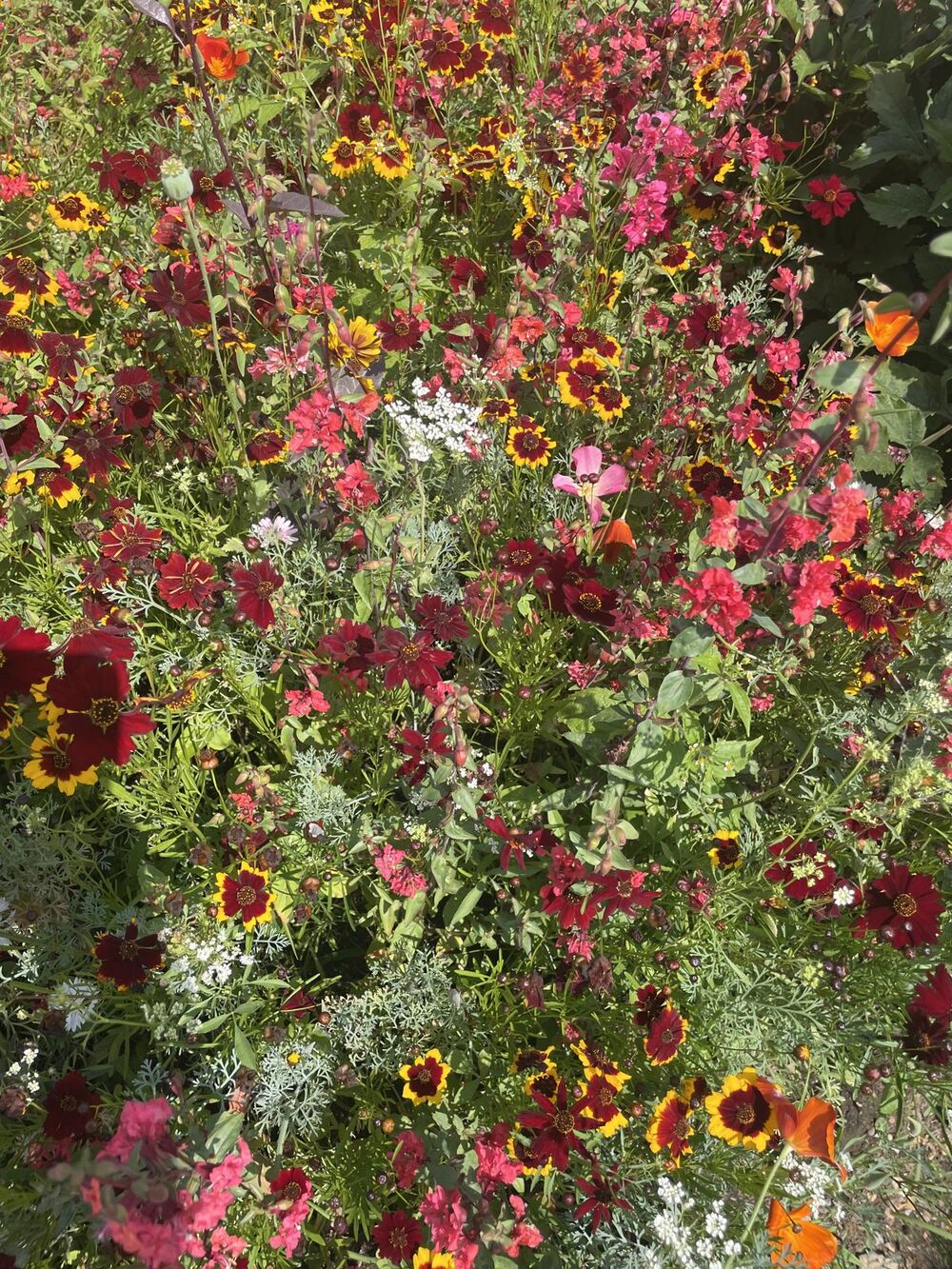 Garden photograph