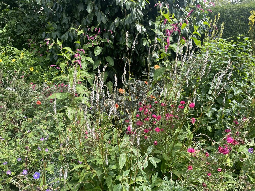 Garden photograph