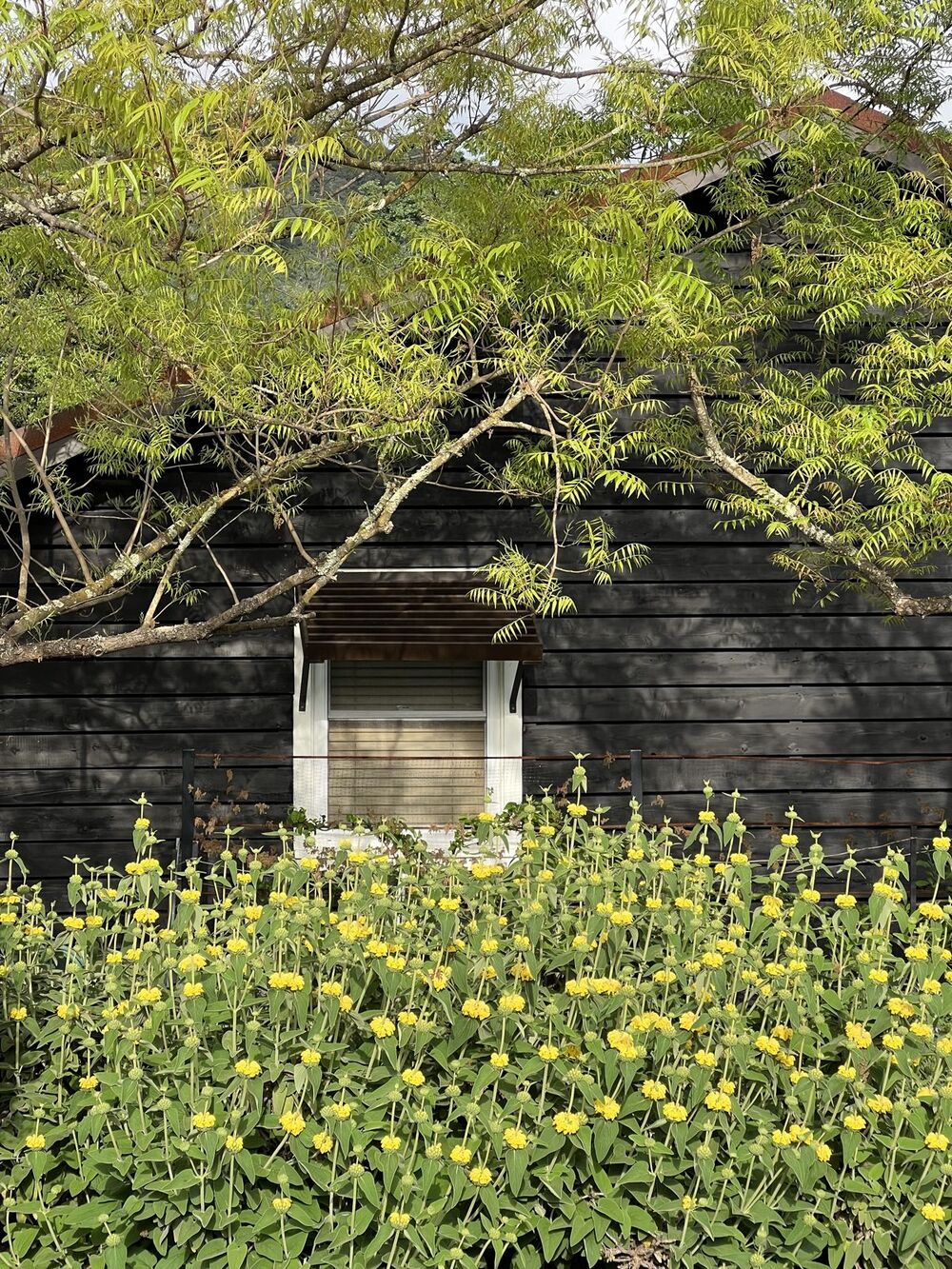 Garden photograph