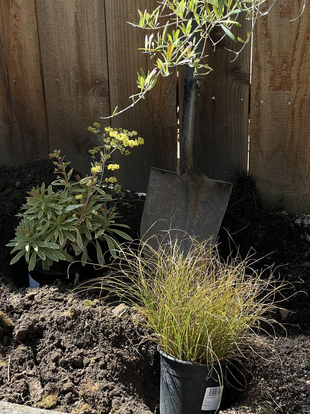 Garden photograph