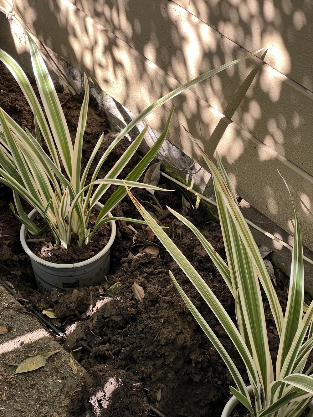 Garden photograph
