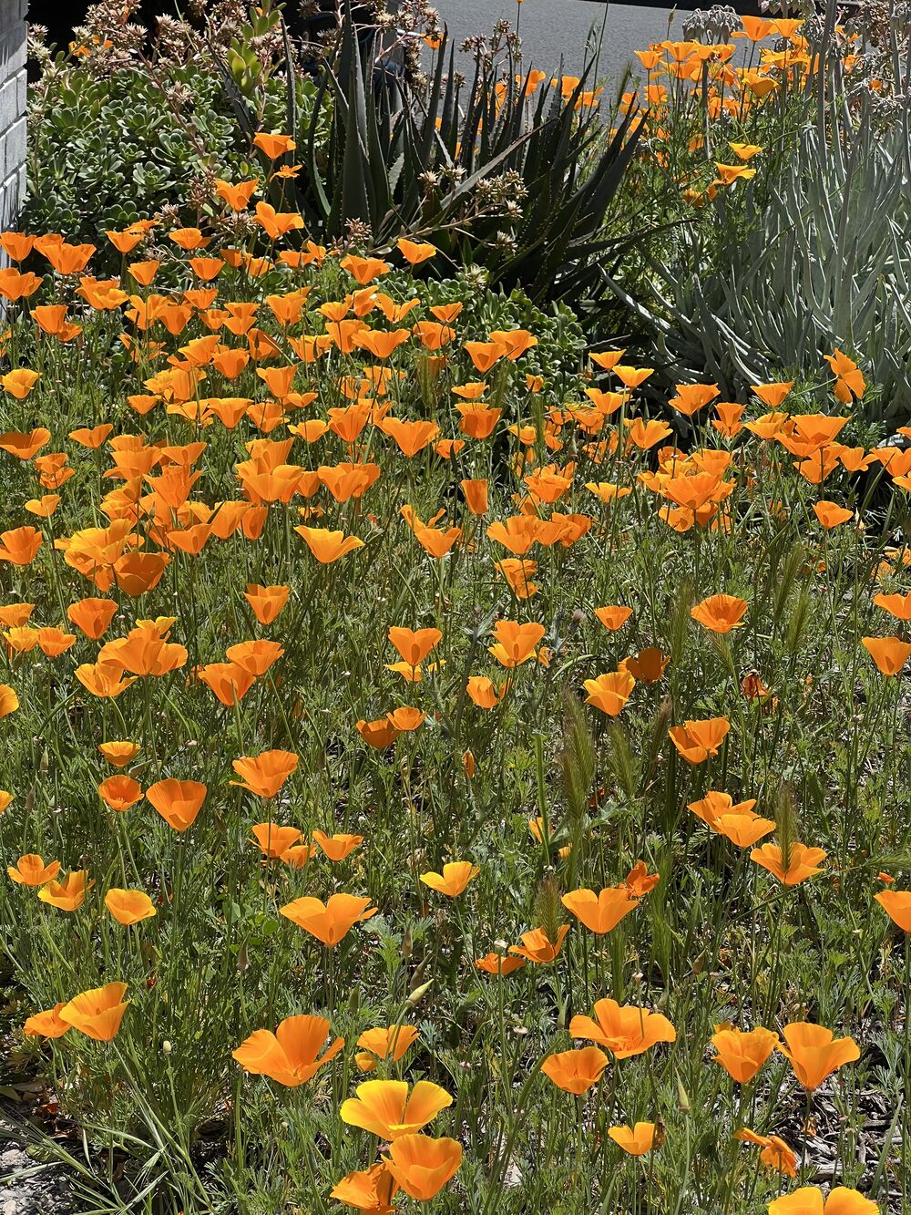 Garden photograph